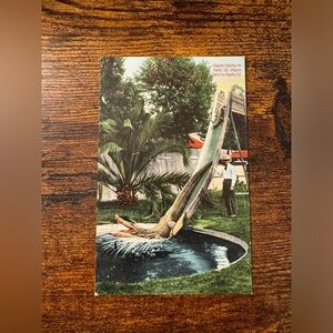 Vintage Alligator Shooting the Chutes CA Alligator Farm Los Angeles Postcard